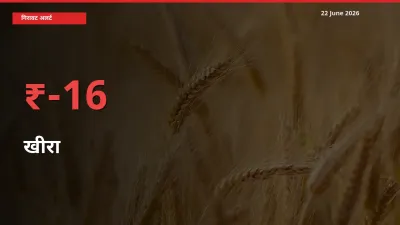 आज का मंडी भाव: खीरा के दाम मंडी में 15.84% नीचे