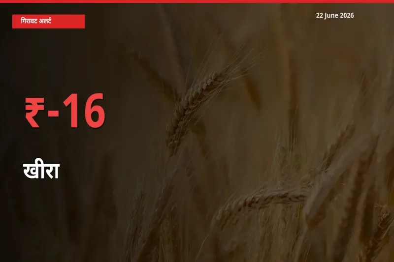 आज का मंडी भाव: खीरा के दाम मंडी में 15.84% नीचे