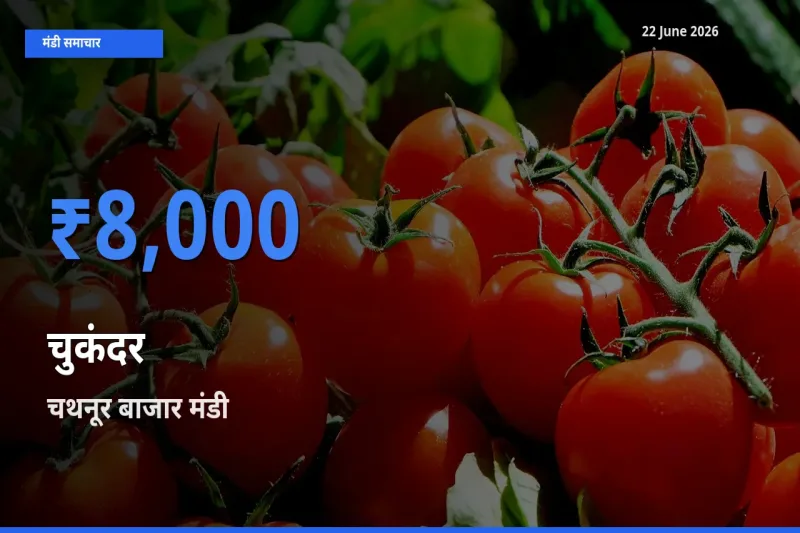 बाज़ार संकेत: चथनूर बाजार बना चुकंदर के लिए आज की टॉप मंडी