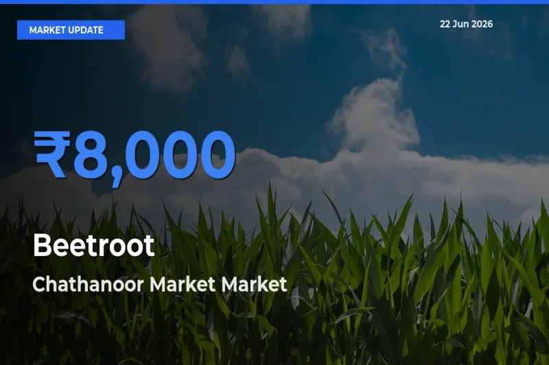 Chathanoor Market Tops Beetroot Mandi Rates Today