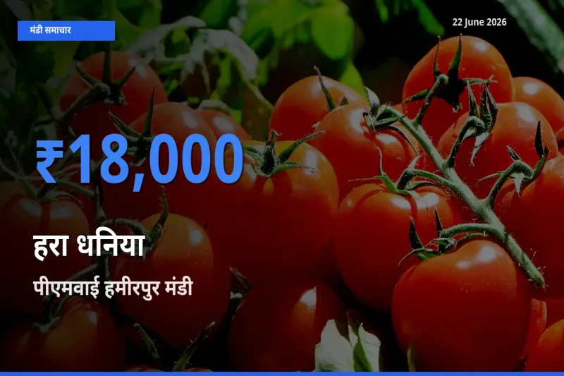 आज हरा धनिया के सबसे ऊँचे दाम ₹18,000 पीएमवाई हमीरपुर मंडी में