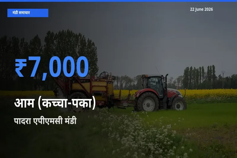 पादरा एपीएमसी मंडी में आम (कच्चा-पका) ₹7,000 पर पहुँचा – आज का सर्वोच्च भाव