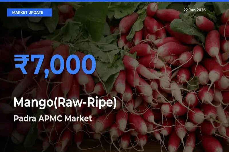 Farmers Prefer Padra APMC as Mango(Raw-Ripe) Hits Highest Rate