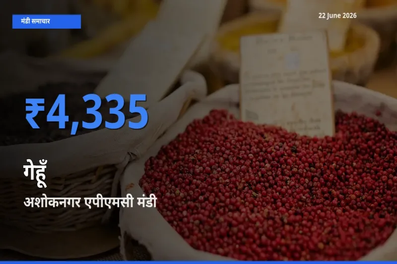 22 June अपडेट: गेहूँ के सबसे ऊँचे दाम अशोकनगर एपीएमसी मंडी में