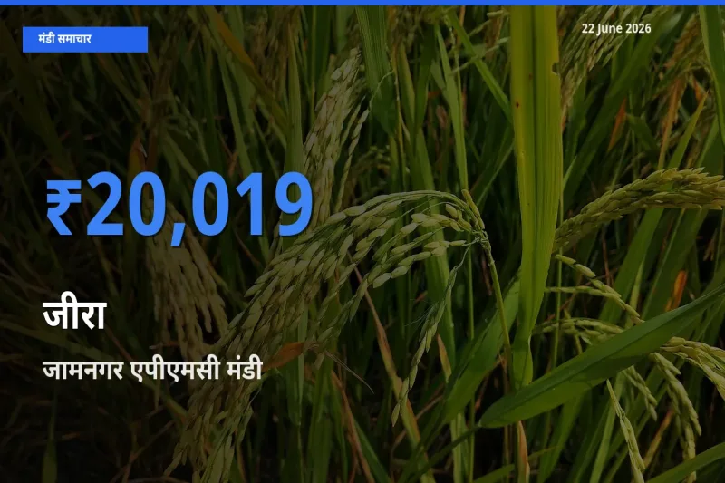 22 June अपडेट: जीरा के सबसे ऊँचे दाम जामनगर एपीएमसी मंडी में