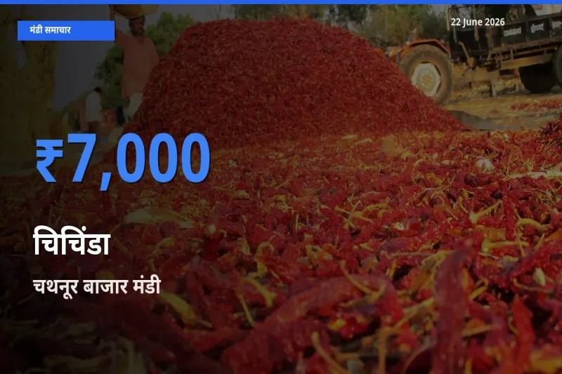 चथनूर बाजार में चिचिंडा का आज सबसे ऊँचा भाव