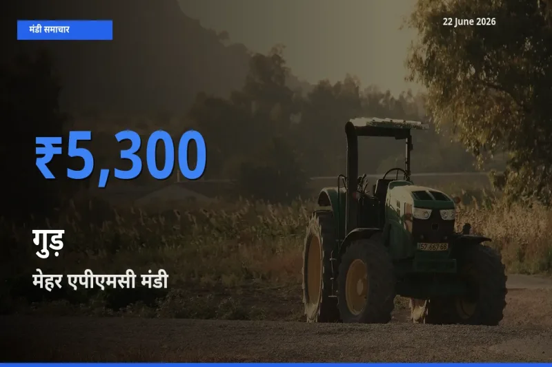 मेहर एपीएमसी मंडी में आज गुड़ के सबसे ऊँचे दाम दर्ज