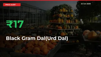 This Mandi Records 17.12% Jump in Black Gram Dal(Urd Dal) Prices