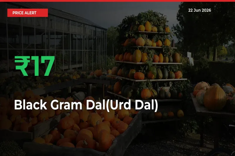 This Mandi Records 17.12% Jump in Black Gram Dal(Urd Dal) Prices