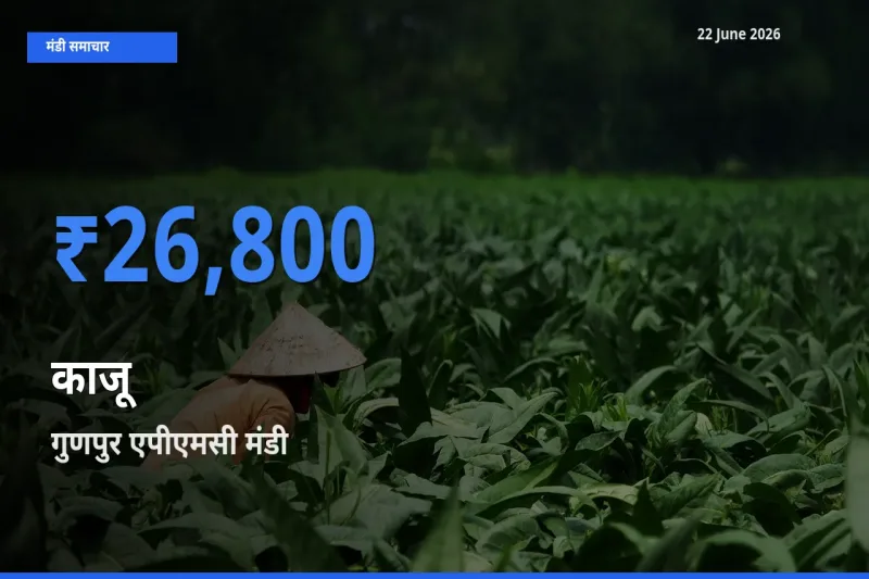आज काजू के सबसे ज़्यादा दाम गुणपुर एपीएमसी मंडी में दर्ज
