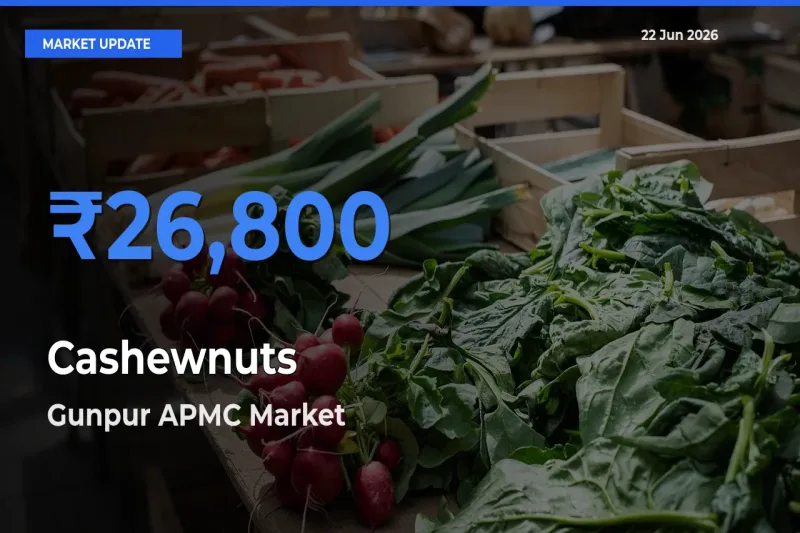 Top Performer! Gunpur APMC Offers Best Cashewnuts Price Today