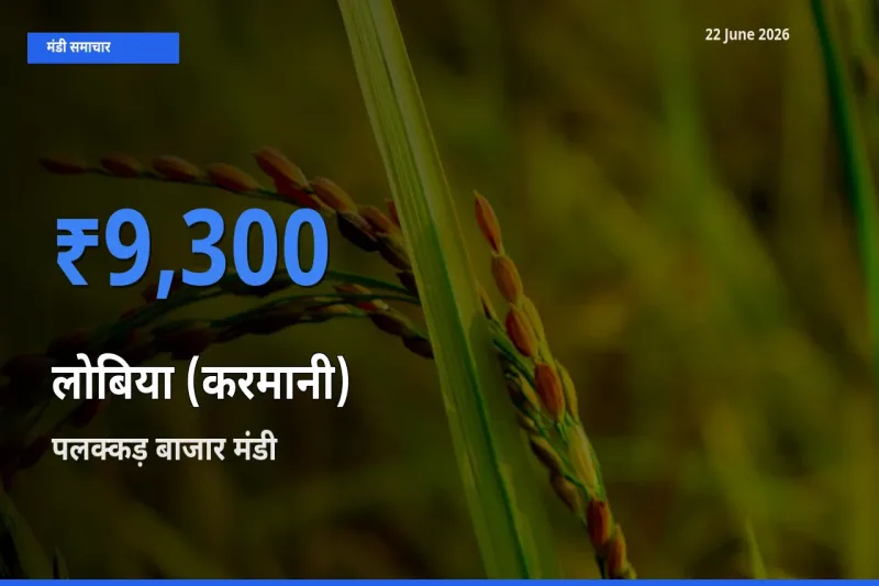 बाज़ार संकेत: पलक्कड़ बाजार बना लोबिया (करमानी) के लिए आज की टॉप मंडी