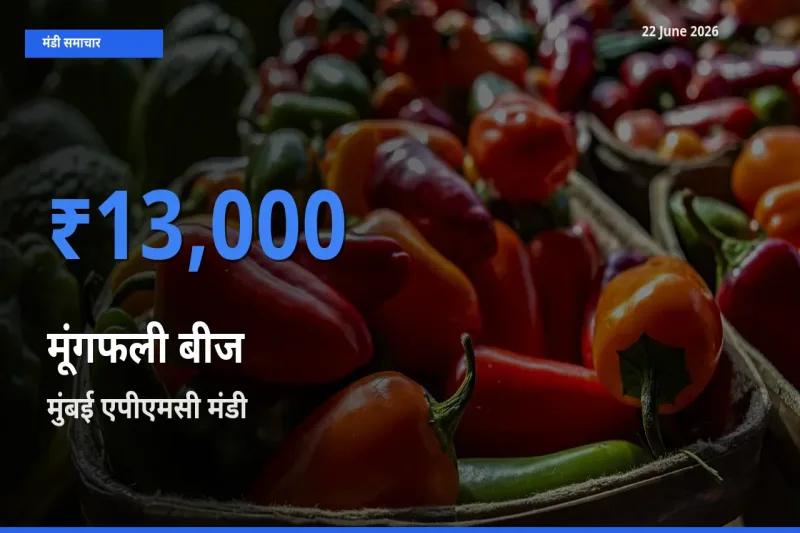 22 June अपडेट: मूंगफली बीज के सबसे ऊँचे दाम मुंबई एपीएमसी मंडी में