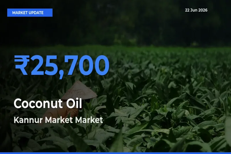 Market Watch: Kannur Market Becomes Top Mandi for Coconut Oil