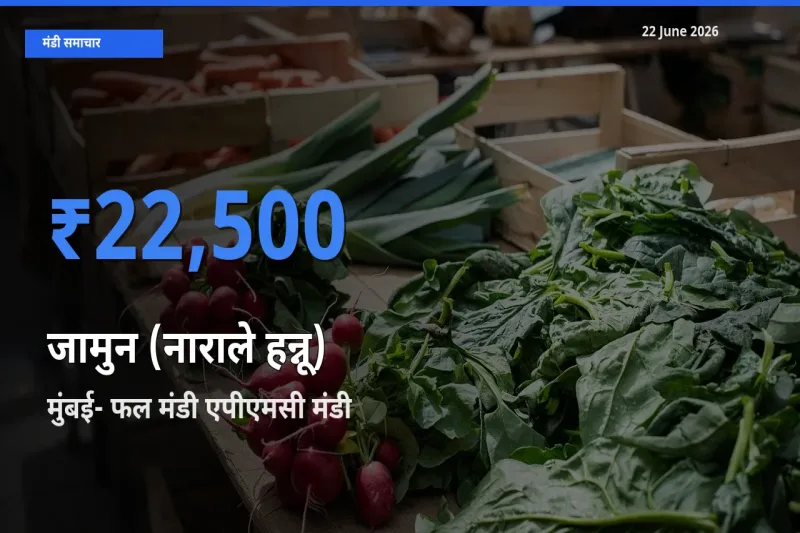 आज जामुन (नाराले हन्नू) के सबसे ऊँचे दाम ₹22,500 मुंबई- फल मंडी एपीएमसी मंडी में