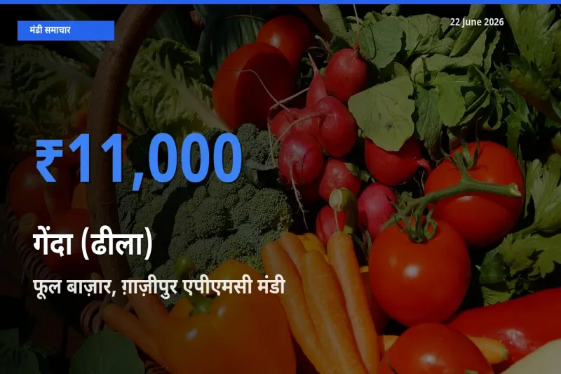 आज गेंदा (ढीला) के सबसे ऊँचे दाम ₹11,000 फूल बाज़ार, ग़ाज़ीपुर एपीएमसी मंडी में