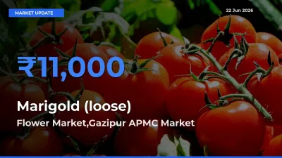 Flower Market,Gazipur APMC Offers ₹11,000 – Highest Marigold (loose) Rate Today