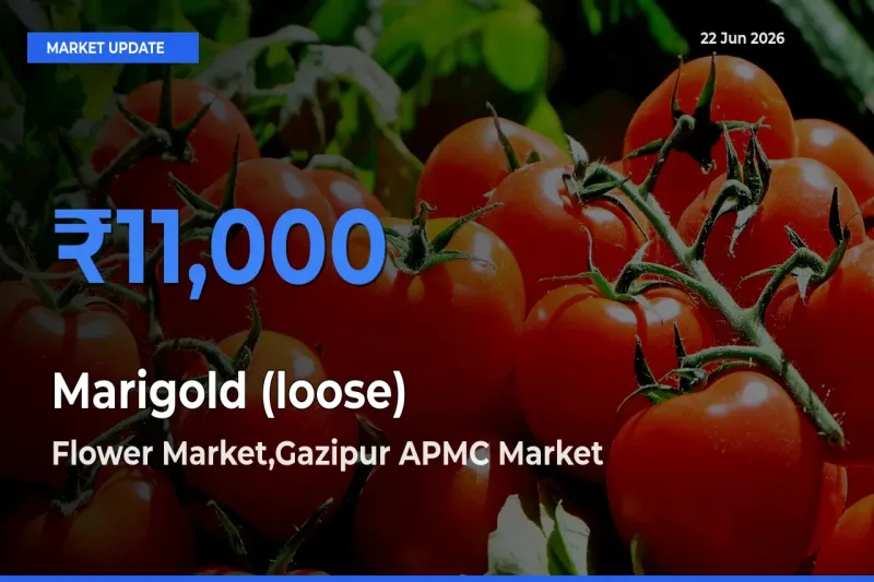 Flower Market,Gazipur APMC Offers ₹11,000 – Highest Marigold (loose) Rate Today