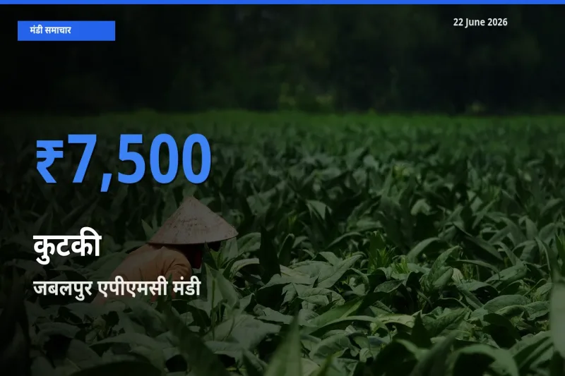जबलपुर एपीएमसी में कुटकी का आज सबसे ऊँचा भाव