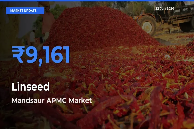 Mandsaur APMC Tops Linseed Rates – June 22 Market Update