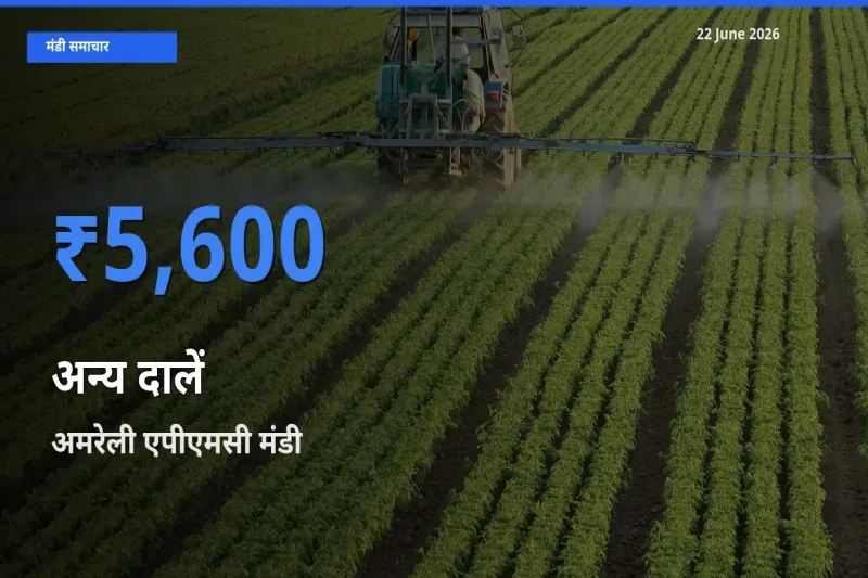 अमरेली एपीएमसी में अन्य दालें का आज सबसे ऊँचा भाव