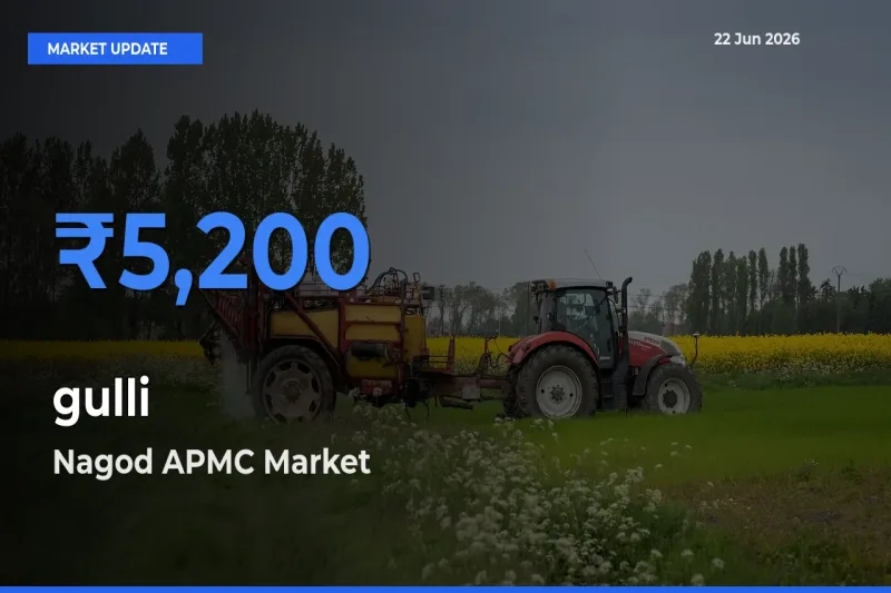 gulli Mandi Rate Today: Nagod APMC Tops the List