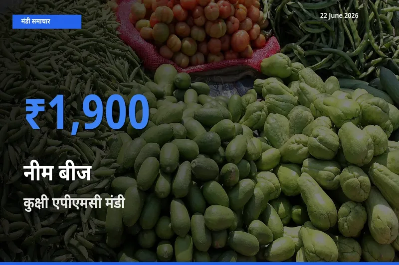 आज नीम बीज के सबसे ज़्यादा दाम कुक्षी एपीएमसी मंडी में दर्ज