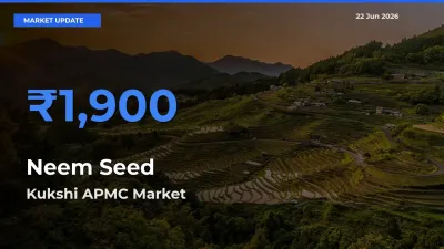 Kukshi APMC Tops Neem Seed Mandi Rates Today