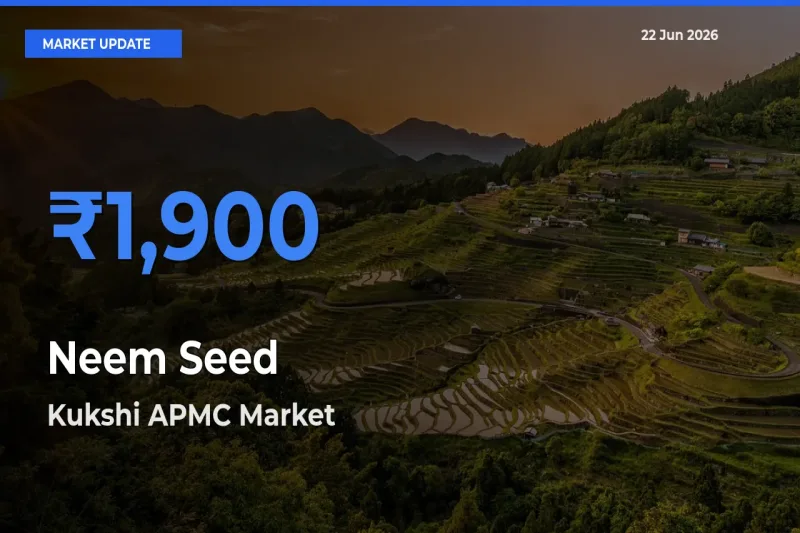 Kukshi APMC Tops Neem Seed Mandi Rates Today