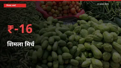 आज का मंडी भाव: शिमला मिर्च के दाम मंडी में 16.24% नीचे