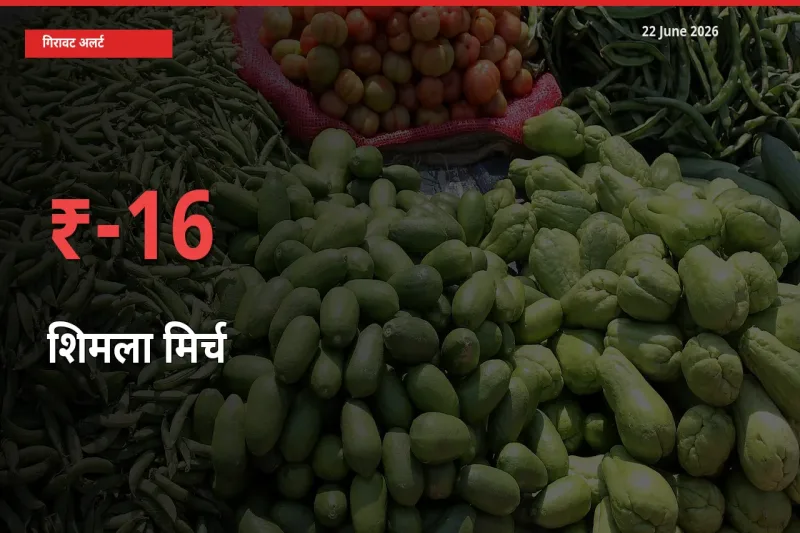 आज का मंडी भाव: शिमला मिर्च के दाम मंडी में 16.24% नीचे