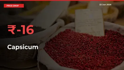 Capsicum Prices Drop 16.24% in 24 Hours at Major Mandis