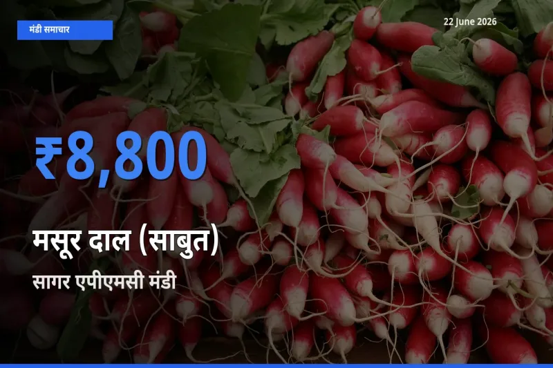 आज मसूर दाल (साबुत) के सबसे ऊँचे दाम ₹8,800 सागर एपीएमसी मंडी में