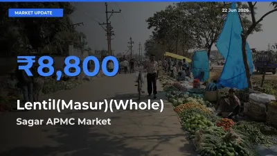 Sagar APMC Offers ₹8,800 – Highest Lentil(Masur)(Whole) Rate Today