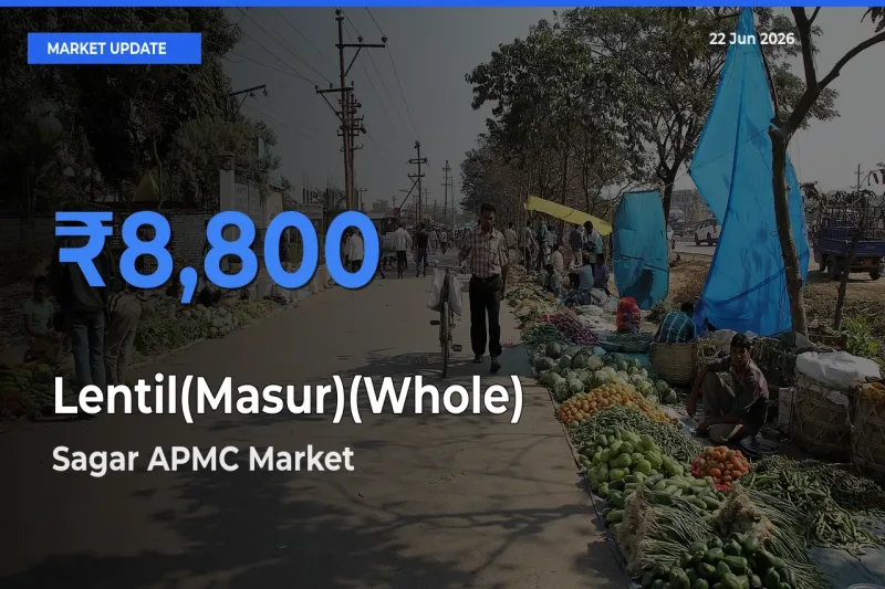 Sagar APMC Offers ₹8,800 – Highest Lentil(Masur)(Whole) Rate Today