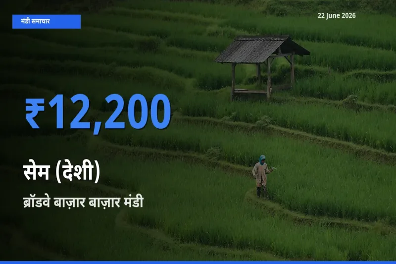 आज सेम (देशी) के सबसे ज़्यादा दाम ब्रॉडवे बाज़ार बाज़ार मंडी में दर्ज