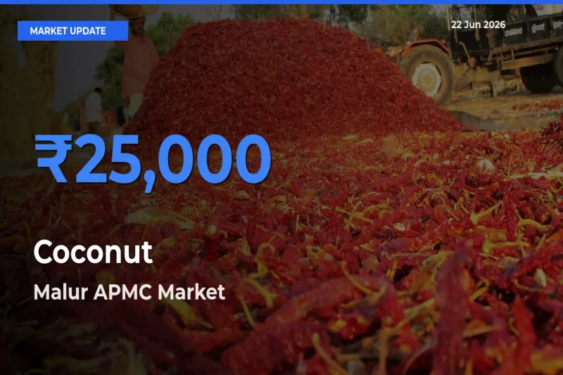 Malur APMC Tops Coconut Rates – June 22 Market Update