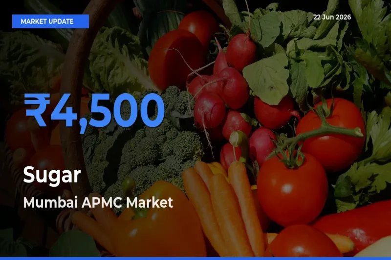 Top Performer! Mumbai APMC Offers Best Sugar Price Today