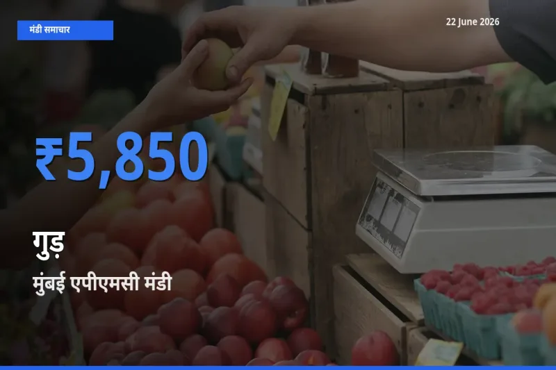 मुंबई एपीएमसी में गुड़ का आज सबसे ऊँचा भाव