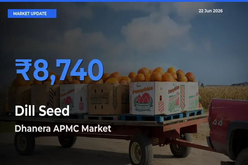 Dhanera APMC Leads as Top Mandi for Dill Seed Prices