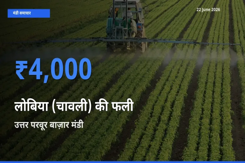 आज लोबिया (चावली) की फली के सबसे ऊँचे दाम ₹4,000 उत्तर परवूर बाज़ार मंडी में