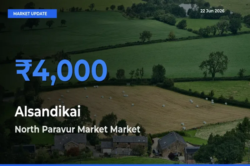 North Paravur Market Leads as Top Mandi for Alsandikai Prices
