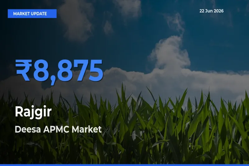Deesa APMC Leads as Top Mandi for Rajgir Prices