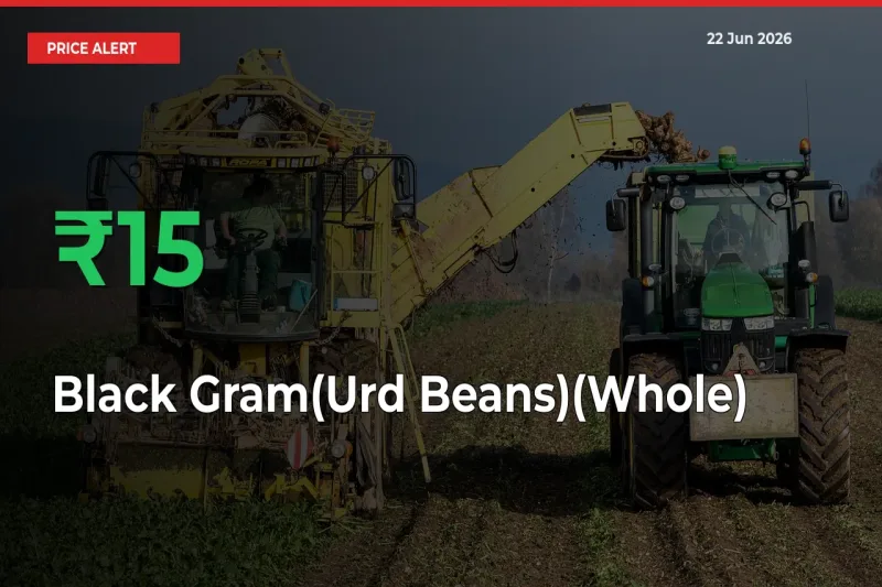 Sharp Jump! Black Gram(Urd Beans)(Whole) Prices Climb 15.41% in 24 Hours at Key Mandis