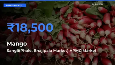 Sangli(Phale, Bhajipala Market) APMC Offers ₹18,500 – Highest Mango Rate Today