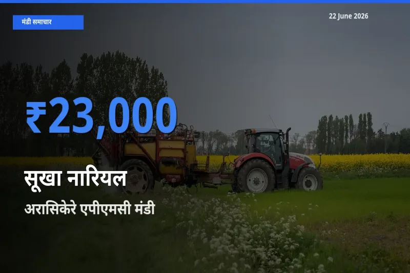 किसानों की पसंद बना अरासिकेरे एपीएमसी, सूखा नारियल के सबसे अच्छे दाम