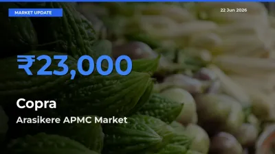 Farmers Prefer Arasikere APMC as Copra Hits Highest Rate