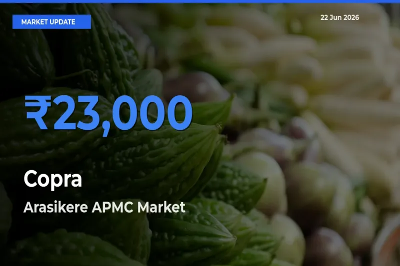 Farmers Prefer Arasikere APMC as Copra Hits Highest Rate