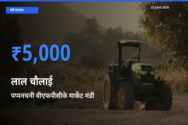 आज लाल चौलाई के सबसे ऊँचे दाम ₹5,000 पप्पनचनी वीएफपीसीके मार्केट मंडी में