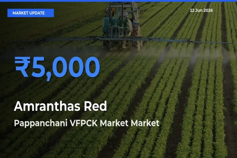 Market Watch: Pappanchani VFPCK Market Becomes Top Mandi for Amranthas Red